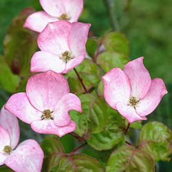 cornus kousa rosea